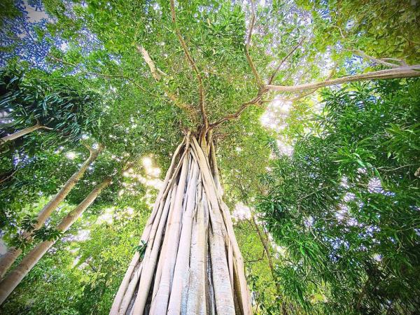 The forest on Sipadan is thriving with giant trees and lots of tropical birds.